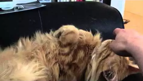 My_cat_has_a_wiggle_button.png