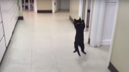 kitten_copies_pingpong.png