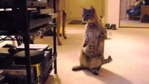 cat_confuse_dvd.png
