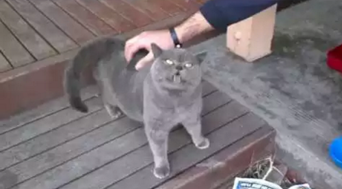 Adorable_cat_with_a_ticklish_back.png