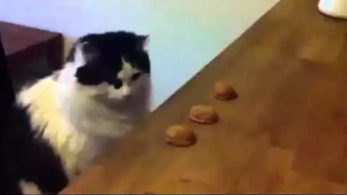 cat_magic.png