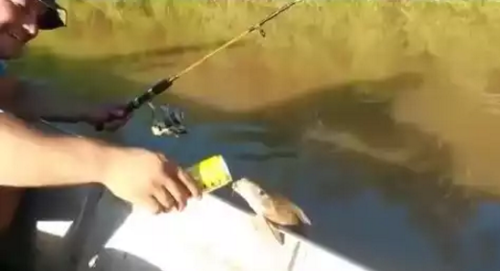 fish_drink_beer.png