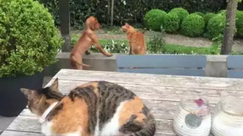 Cat_Protects_Her_Puppy_Pal.png