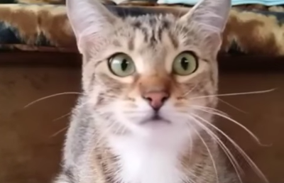 cat_watching_horror_movie.png