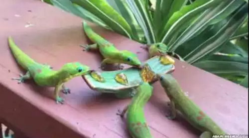 Geckos_With_Yoshi_Sounds.png