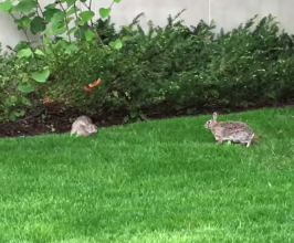 Two_fuzzy_bunnies_playing_leapfrog.png