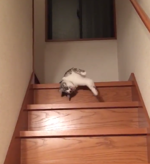 lazy_cat.png