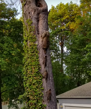 Found_a_family_of_racoon.png