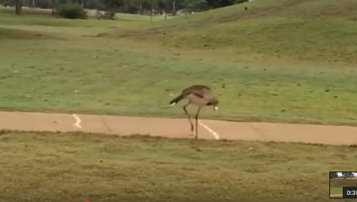 bird_bounces.png