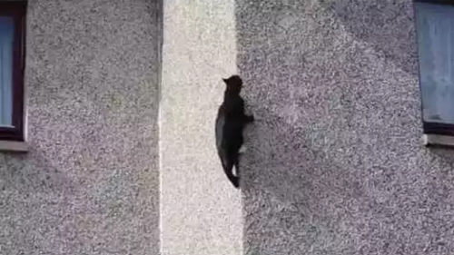 cat_clumb_wall.png