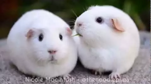 diappointed_guinea.png