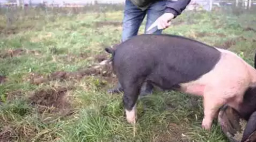 How_to_straighten_a_pigs_tail.png