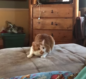 noah_the_ninja_cat.png
