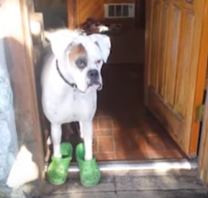 dog_walking_in_crocs.png