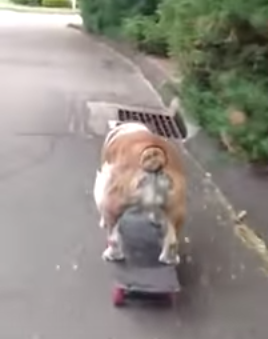 Harley_almost_wipes_out.png