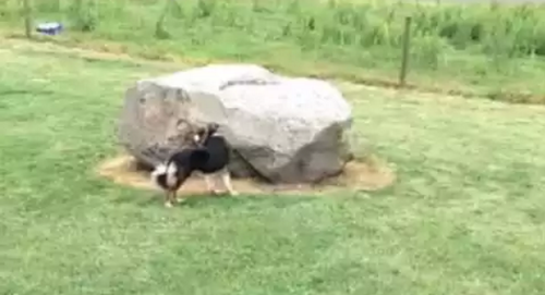 duck_and_dog.png
