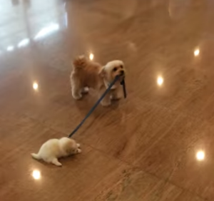 dog_moving_a_dog.png