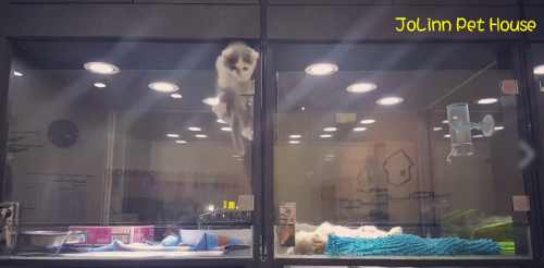 kitten_great_escape.png