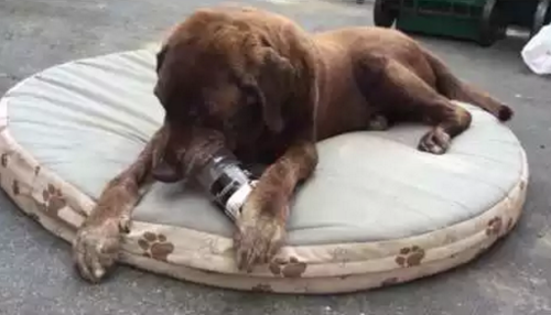 smart_dog_gets_hit.png