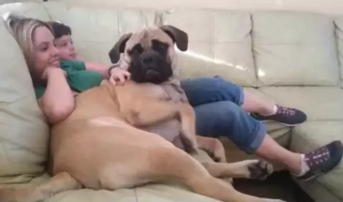 big_dogs_who.png