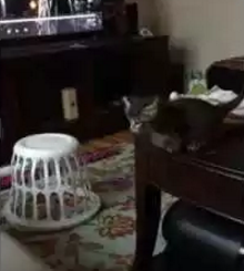 Smokey_and_her_cat_fail_moment.png