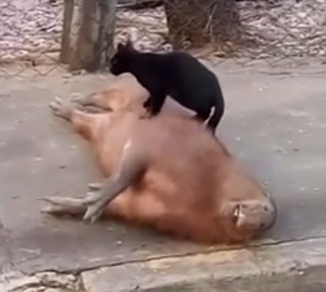 Capybara.png