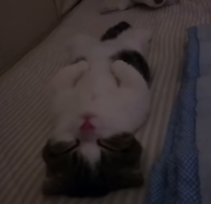 kitten_sleeps_like_human.png