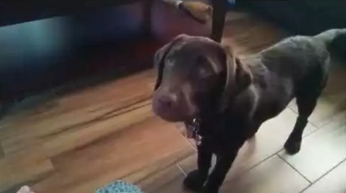 lazy_dog_plays_fetch_ball.png