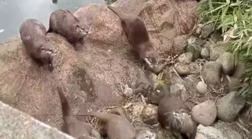 otter_find_butterfly.png