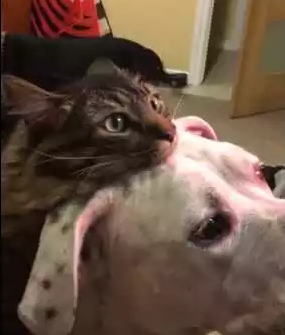 Hurley_and_Chewy.png