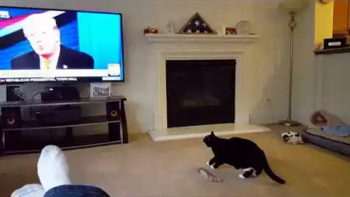 cat_hates_trump.png