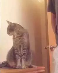 Why_you_do_dis_human.jpg