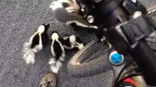 skunk-family-says-hello.png