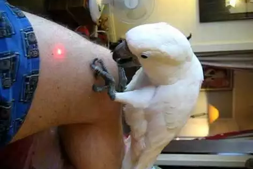 Casper_and_his_laser_pointer.png