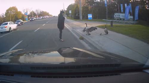 canada_goose_vs_woman.png