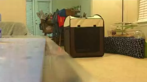Moving_Dog_Crate.png