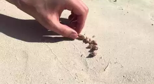 homeless_hermit_crab.png