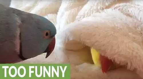Lazy_parrot_refuses_to_get_out_of_bed.png