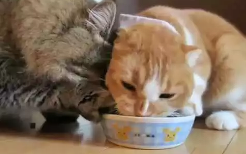 fight_over_a_Marins_leftover_food.png