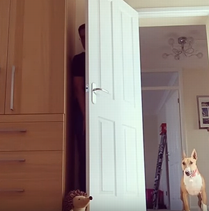 hide_and_seek_dog.png