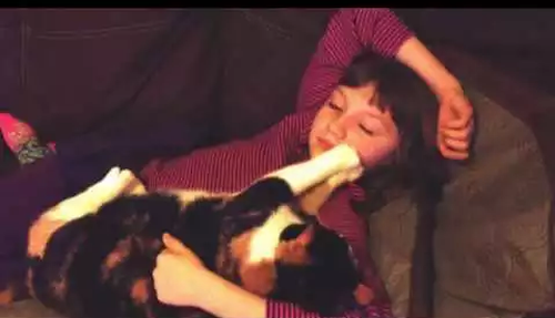 Cat_Kneads_Daughters_Face.png