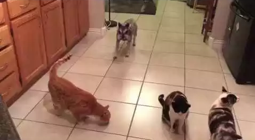 Not_So_Sneaky_Dog.png