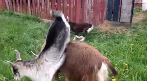 goat_Parkour.png