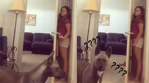 Dog_Sucks_At_Hide_And_Seek.png