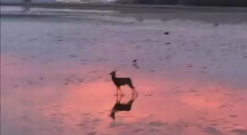 Deer_Goes_for_a_Morning_Skip.png