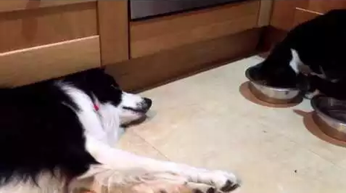 too_lazy_dog.png