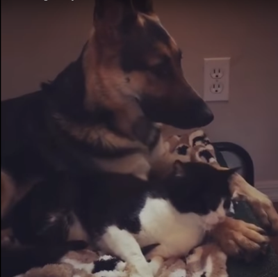 Kitty_is_waiting_for_you.png