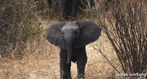 Little_BIG_elephant_attack.png