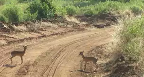 dik_dik_fight.png