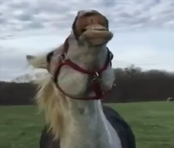 Horse_tries_ice_cream.png